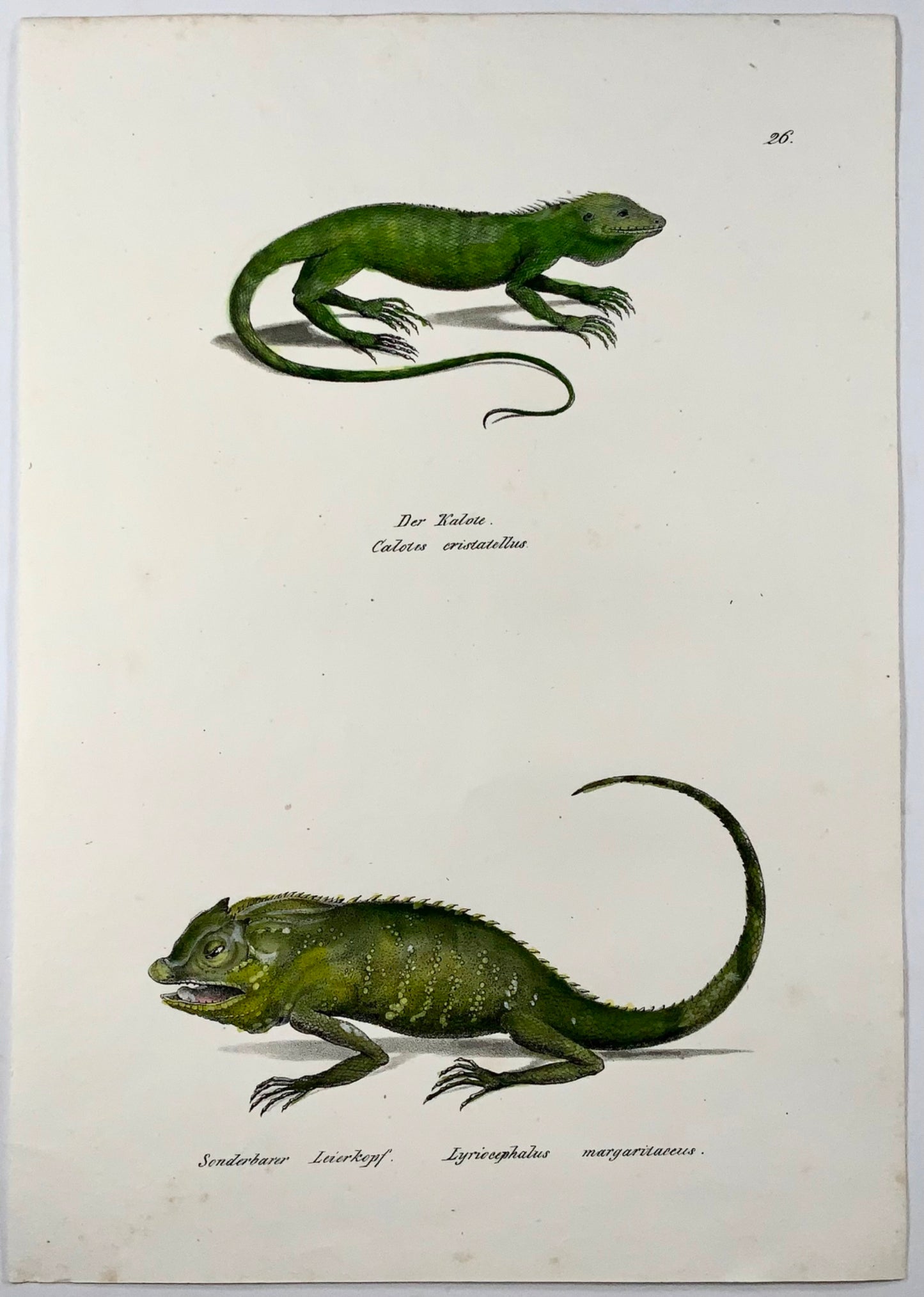 1833 HR Schinz (b1777), lézard des forêts, lithographie sur pierre colorée à la main, reptile