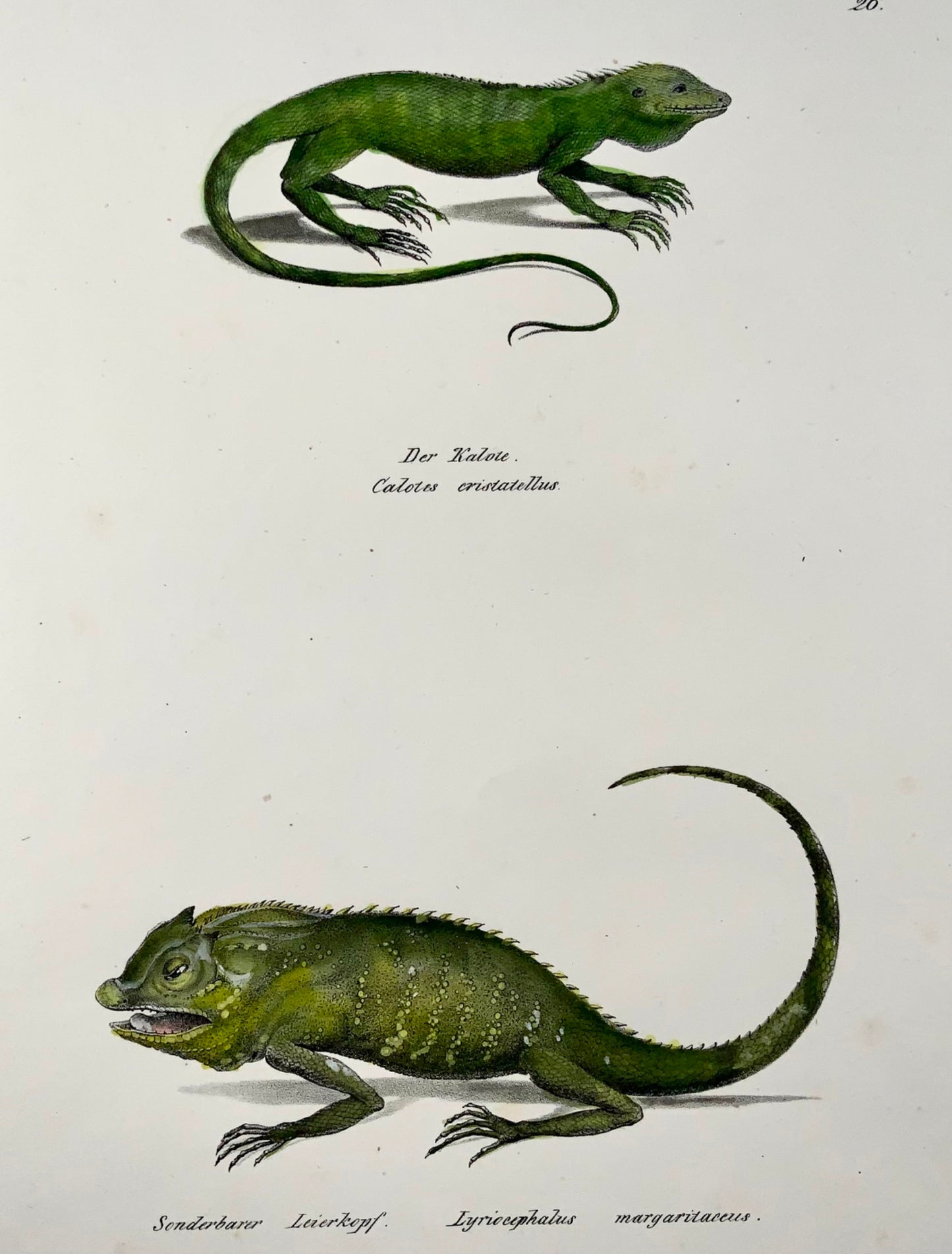 1833 H.R. Schinz (b1777), forest lizard, hand coloured stone lithograph, reptile