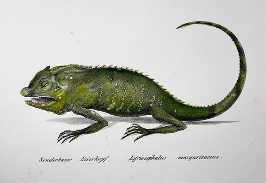 1833 H.R. Schinz (b1777), forest lizard, hand coloured stone lithograph, reptile