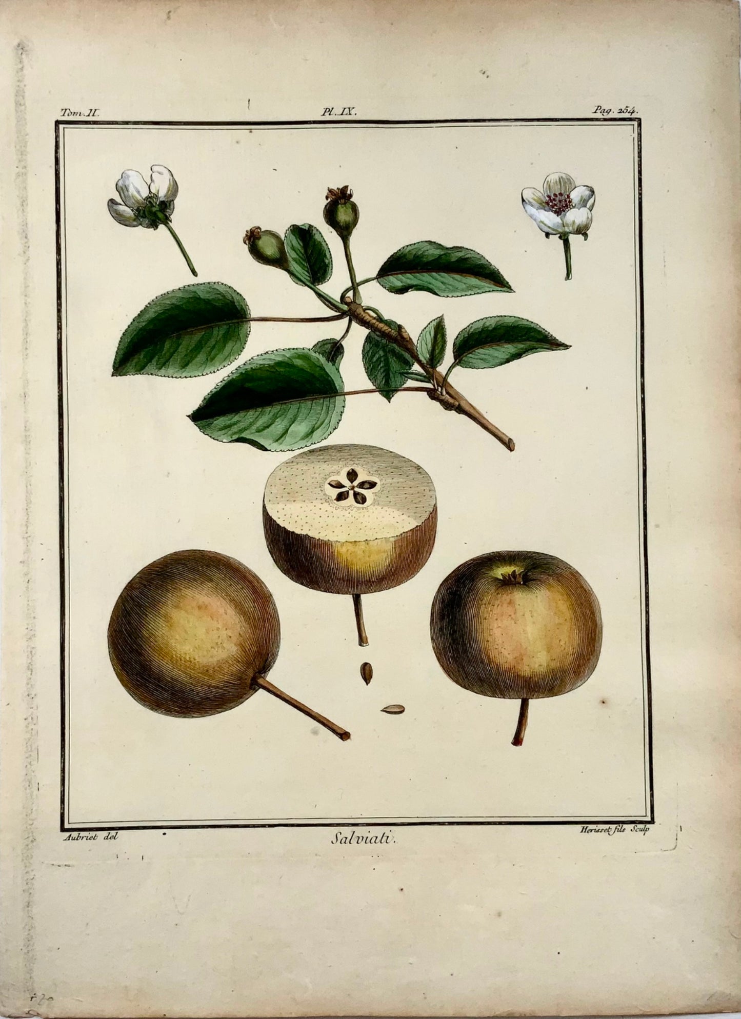 1768 Pera, frutta, Duhamel du Monceau, quarto grande, colore a mano, 