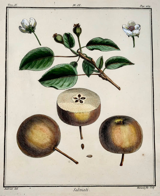 1768 Pear, fruit, Duhamel du Monceau, large quarto, hand colour,