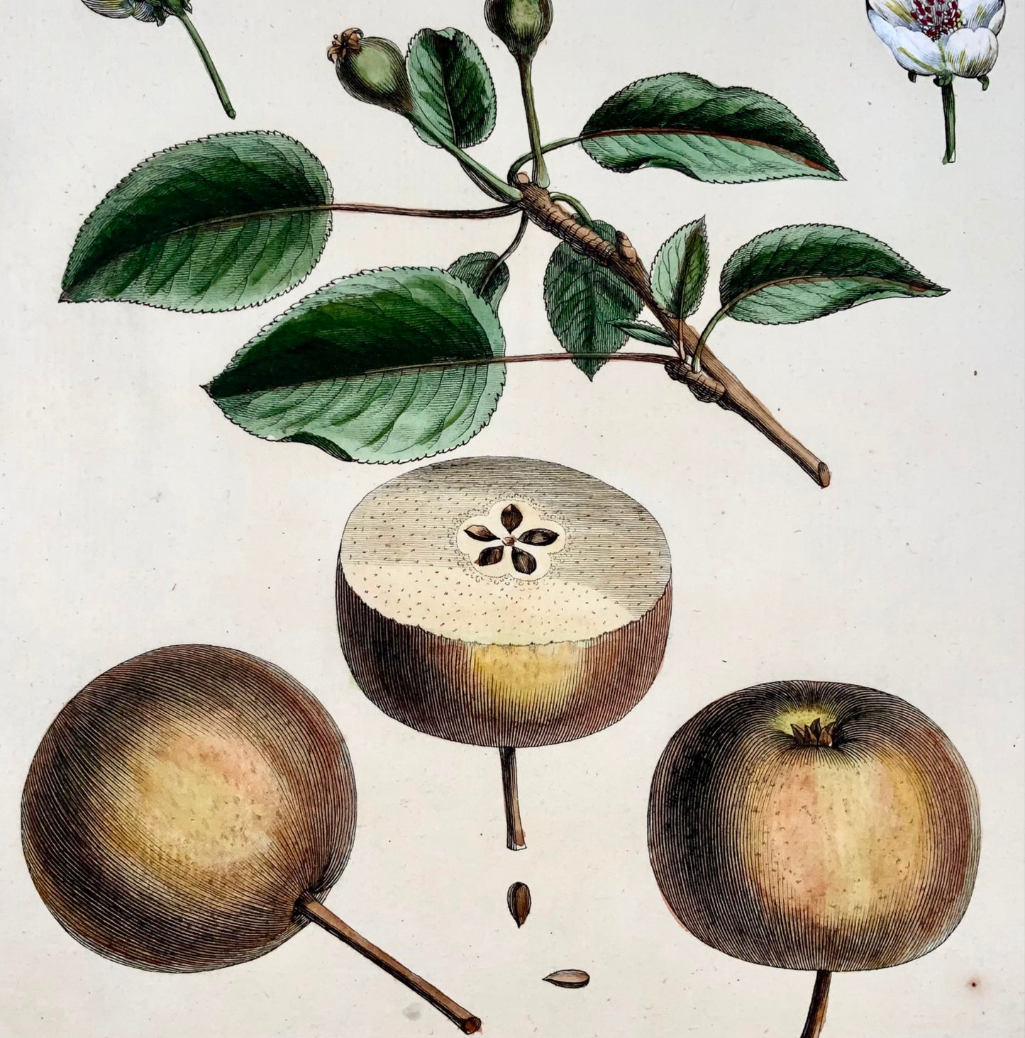 1768 Pera, frutta, Duhamel du Monceau, quarto grande, colore a mano, 