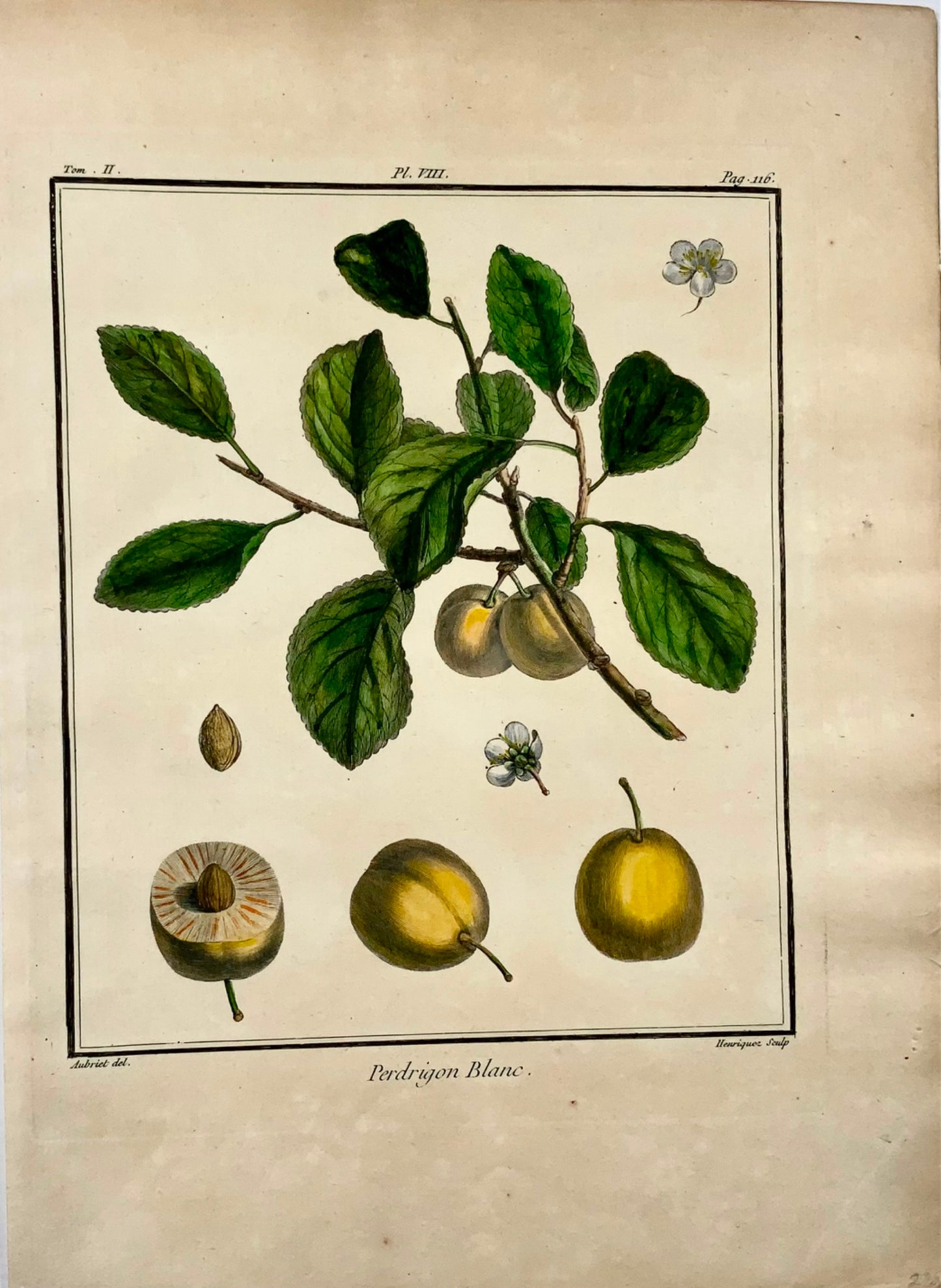 1768 Prugna, frutta, Duhamel du Monceau, quarto grande, colore a mano, 