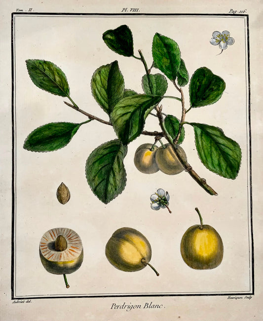 1768 Plum, fruit, Duhamel du Monceau, large quarto, hand colour,