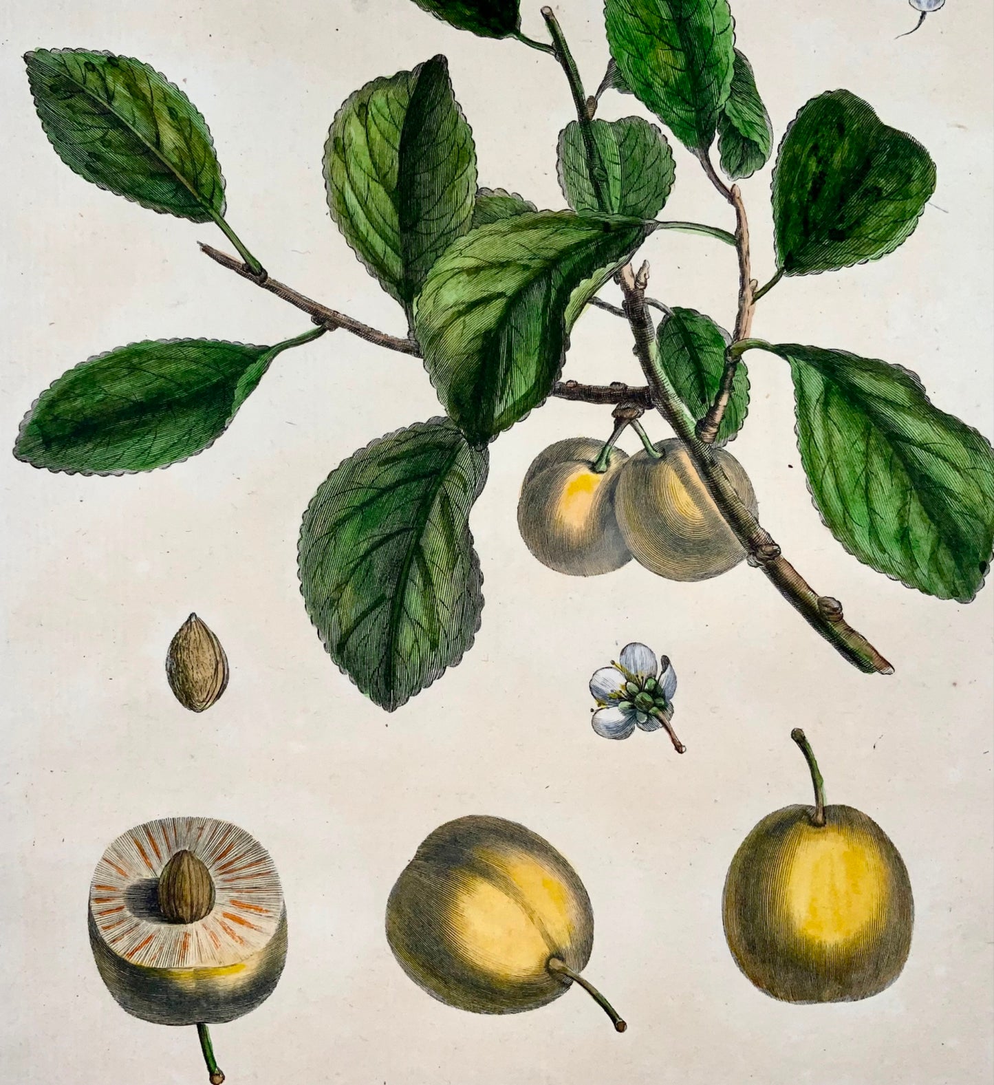 1768 Plum, fruit, Duhamel du Monceau, large quarto, hand colour,