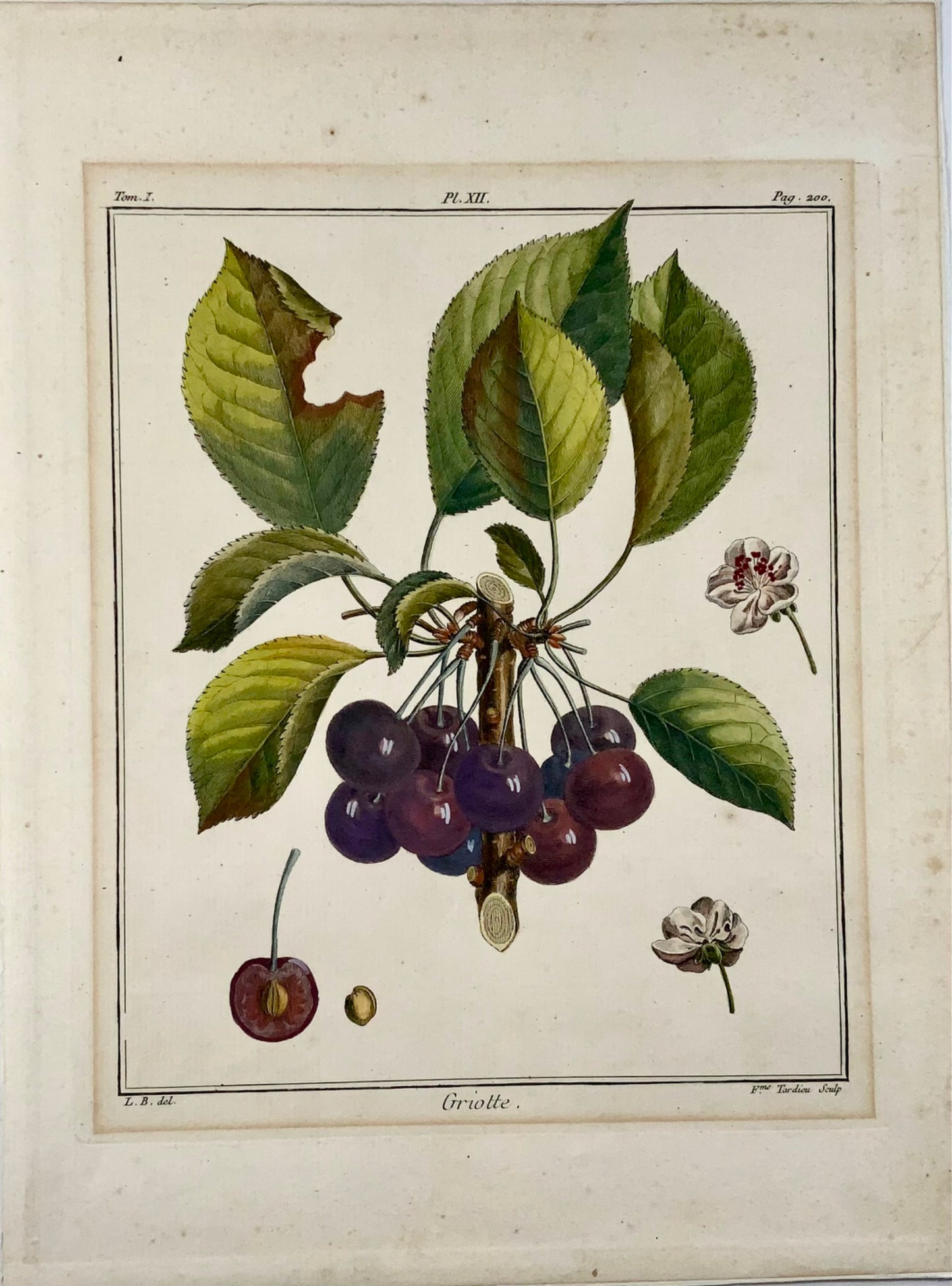 1768 Ciliegie, Duhamel du Monceau, grande quarto, frutta, colorata a mano, 