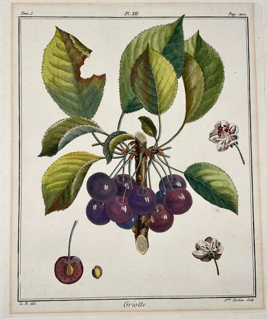1768 Cerises, Duhamel du Monceau, grand in-4, fruit, couleur main, 