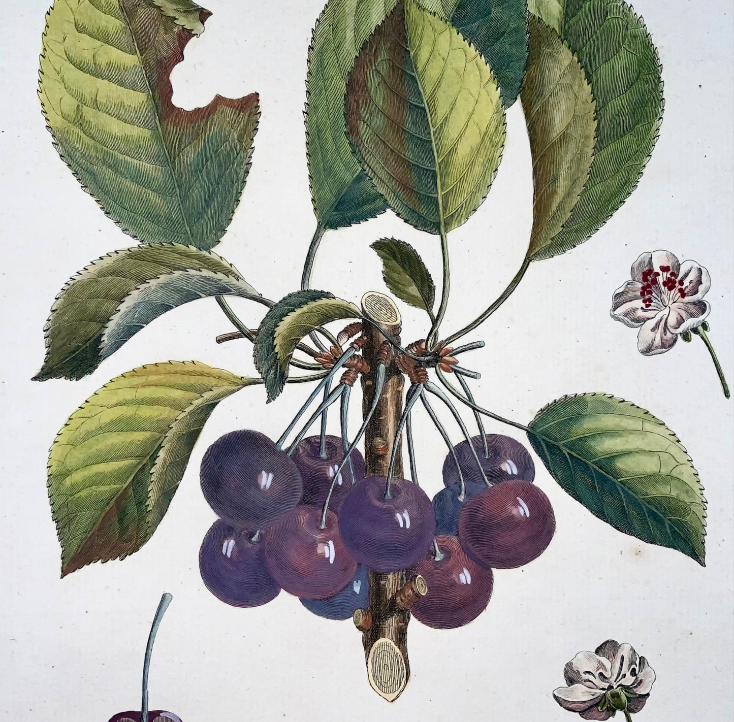 1768 Ciliegie, Duhamel du Monceau, grande quarto, frutta, colorata a mano, 