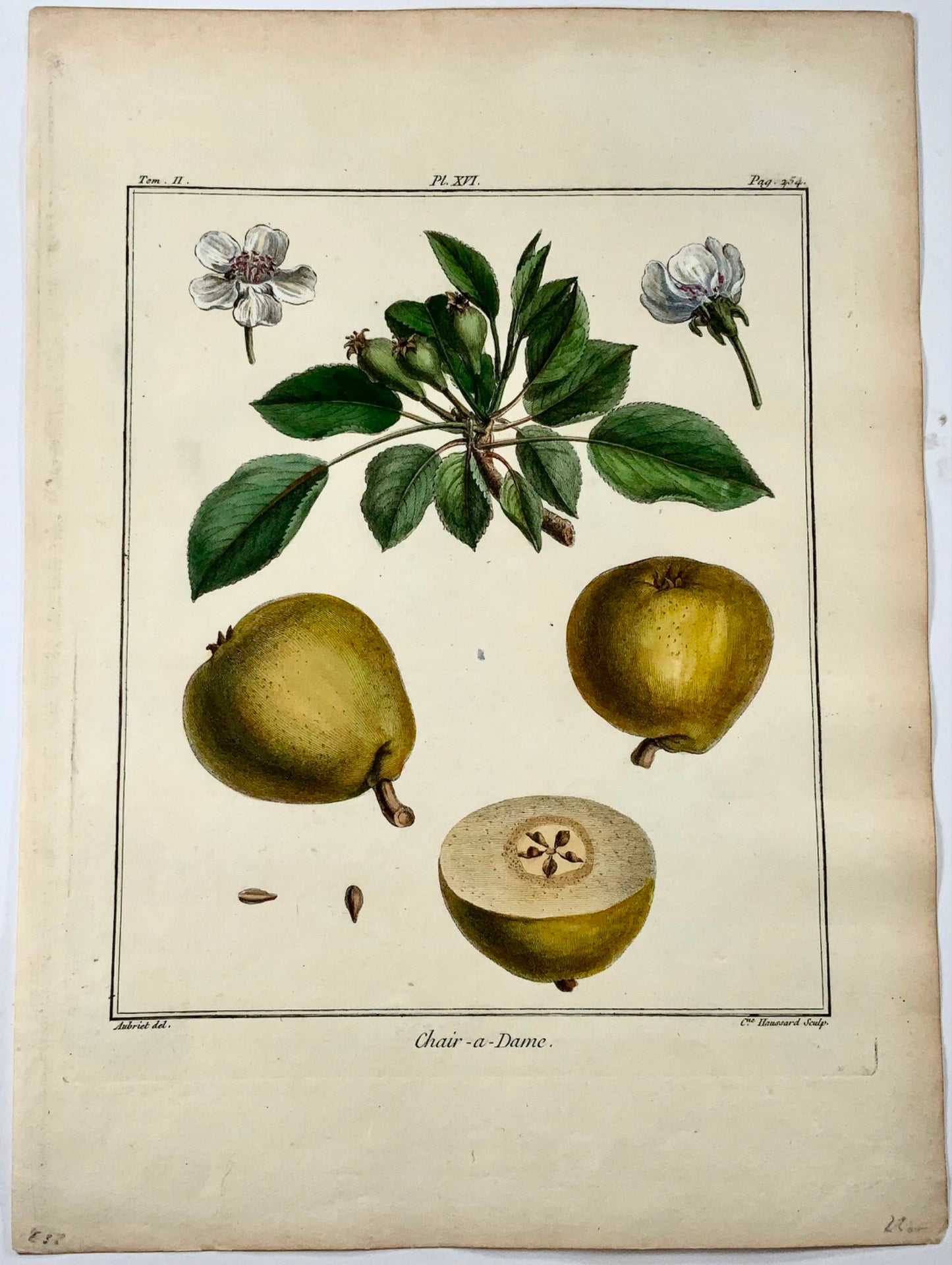 1768 Pera, Clair-Dame, frutta, Duhamel du Monceau, quarto grande, colore a mano, 