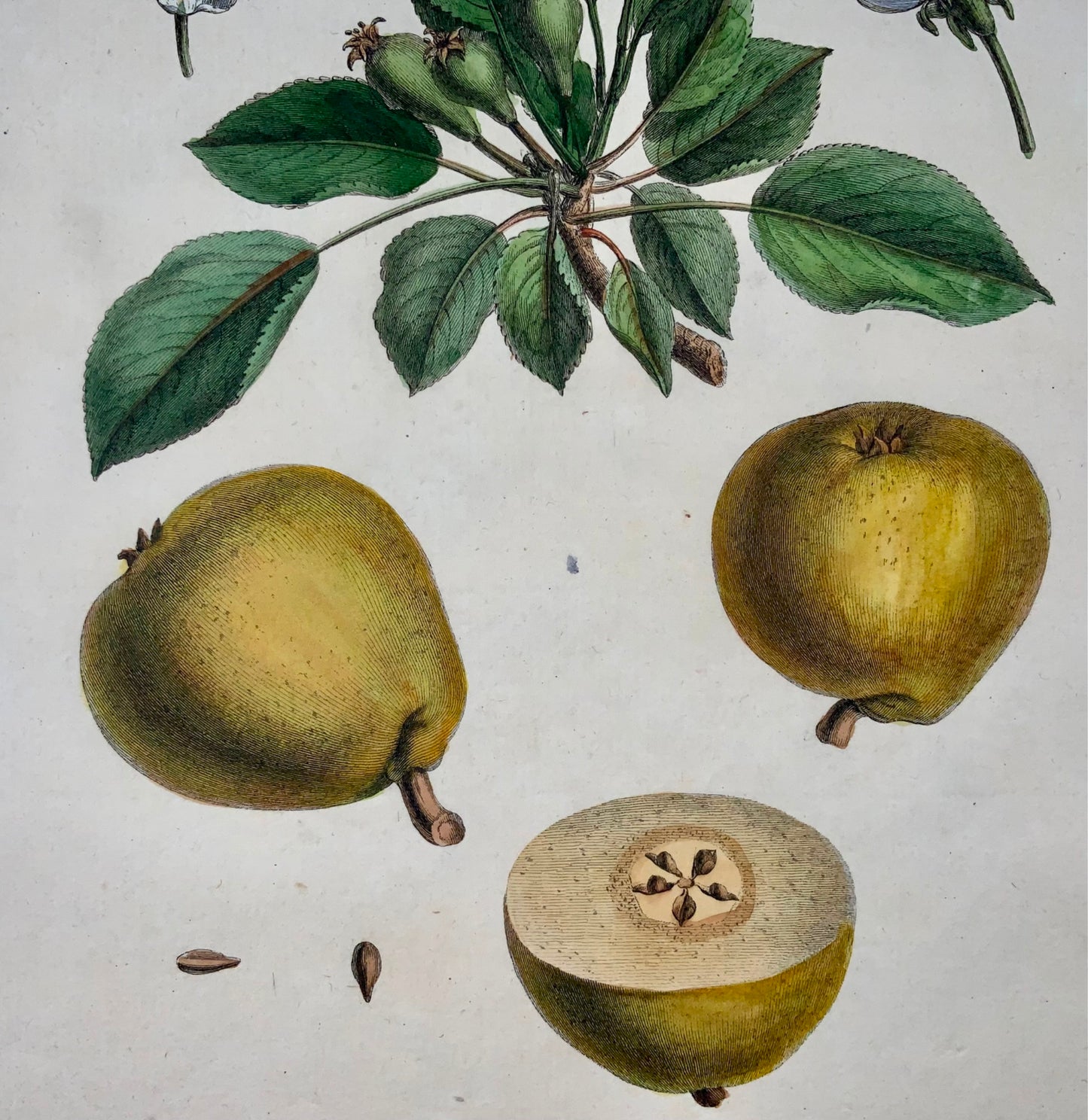 1768 Pera, Clair-Dame, frutta, Duhamel du Monceau, quarto grande, colore a mano, 