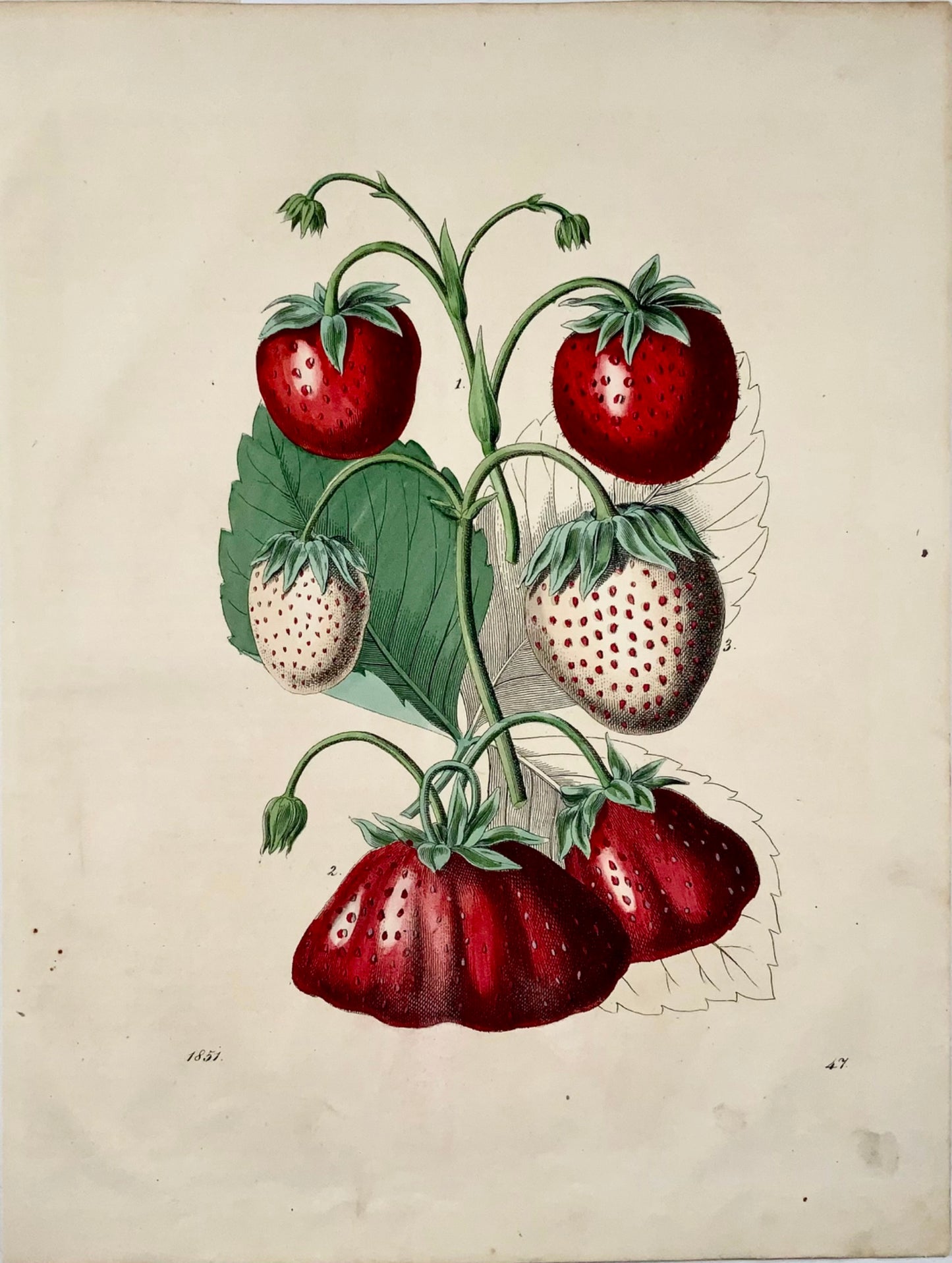 1851 Fragole, bella litografia colorata a mano 4to, frutta 