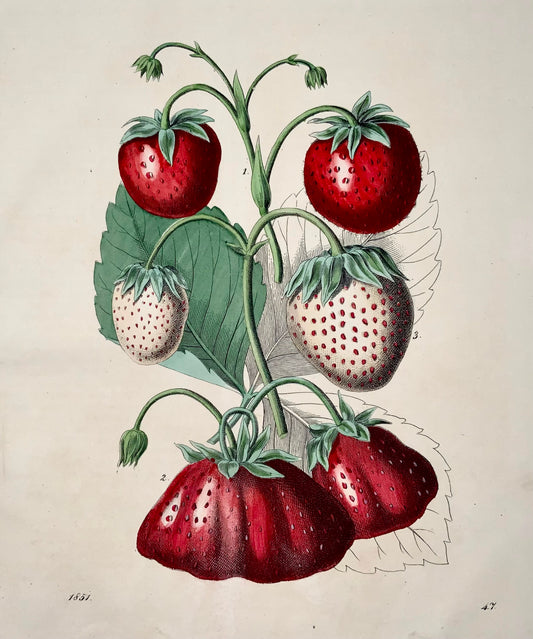 1851 Fragole, bella litografia colorata a mano 4to, frutta 