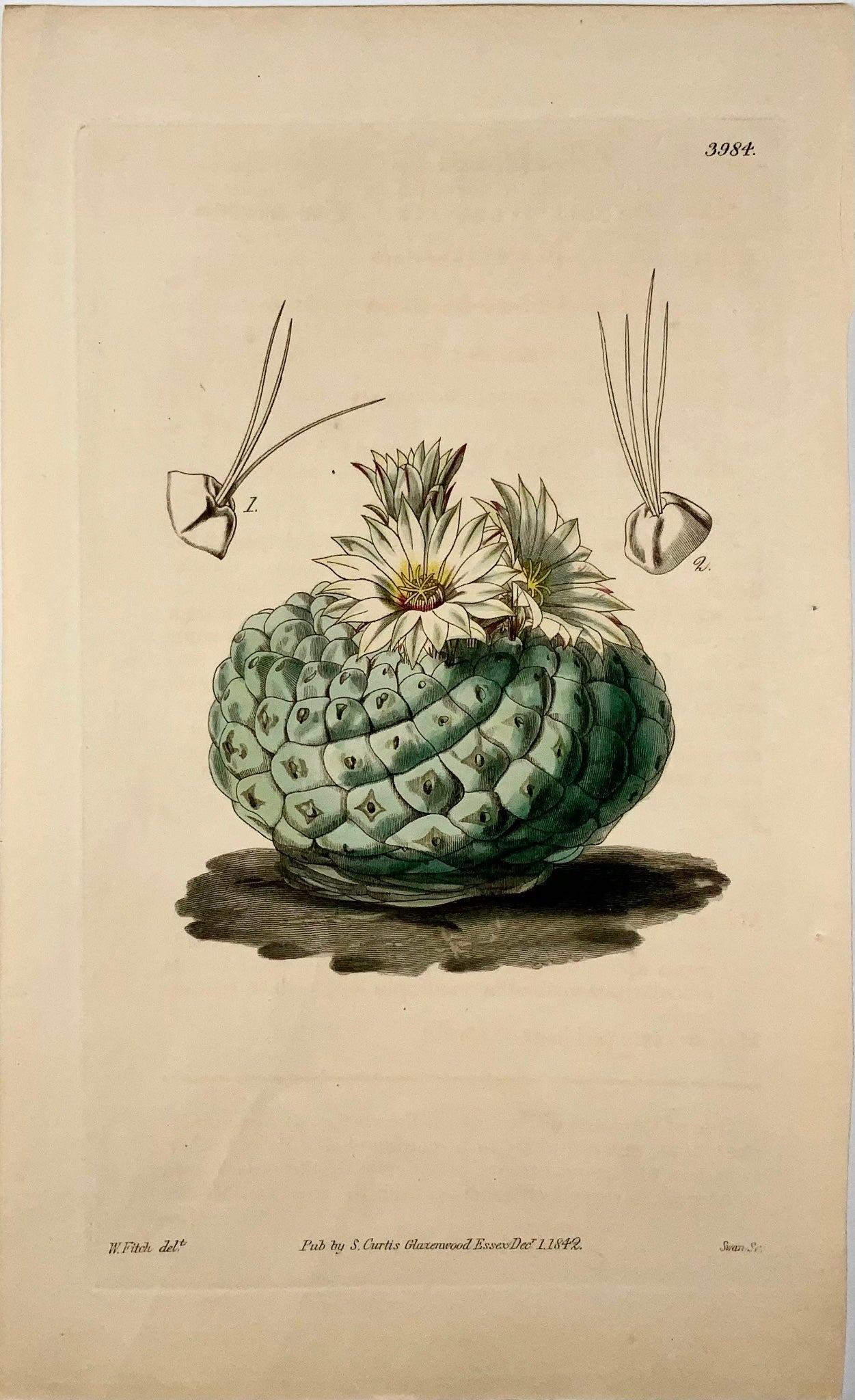 1817 Cactus messicano, Fitch Curtis, colorato a mano, botanica