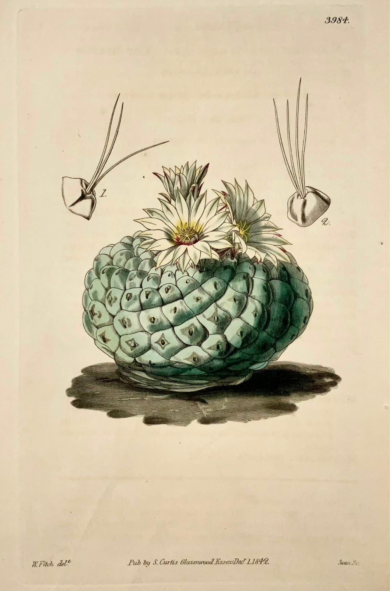 1817 Cactus mexicain, Fitch Curtis, coloré à la main, botanique