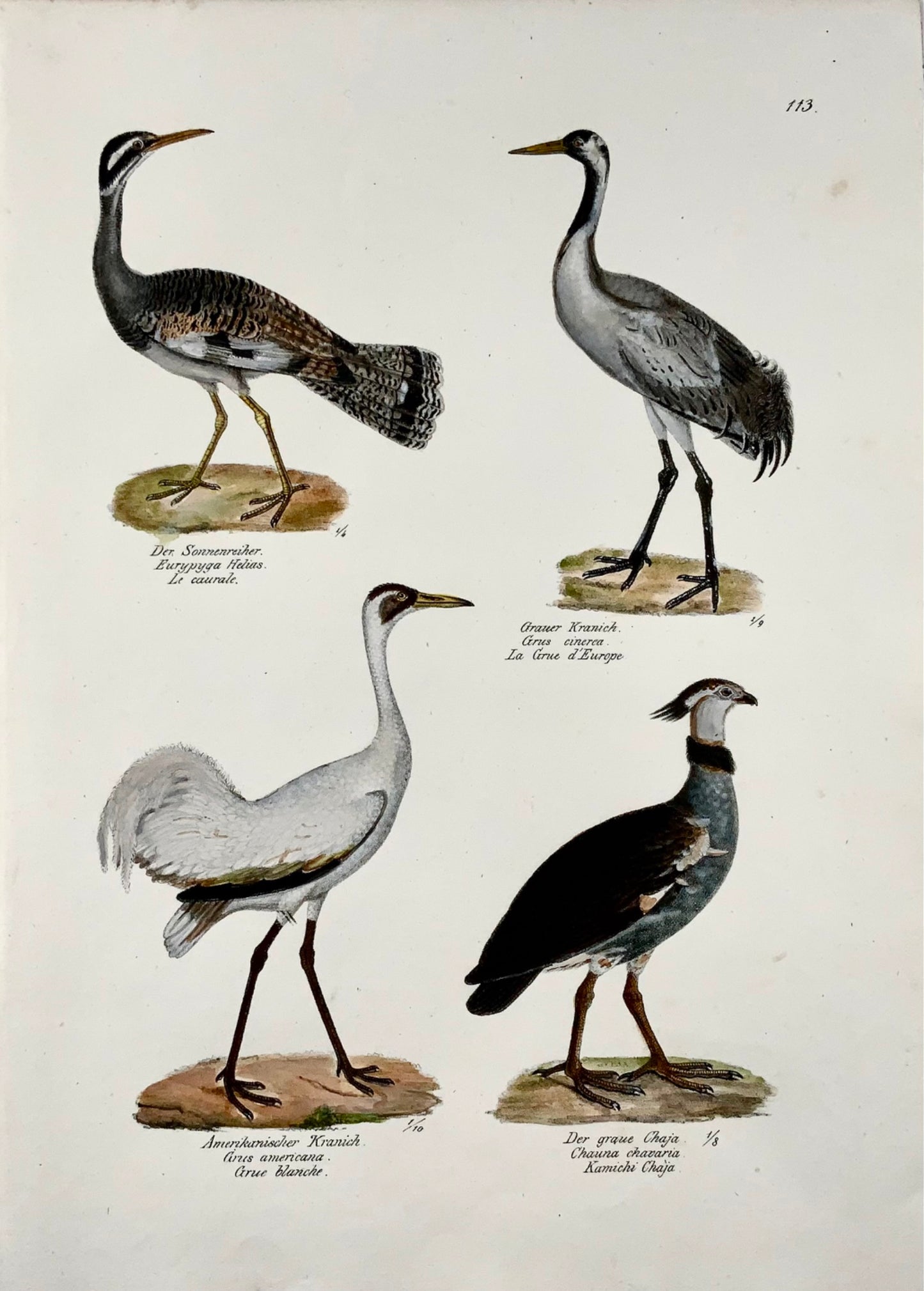 1830 Gru, Ornitologia Brodtmann litografia in folio colorata a mano