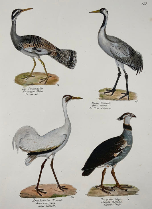 1830 Grues, Ornithologie Brodtmann lithographie folio colorée à la main