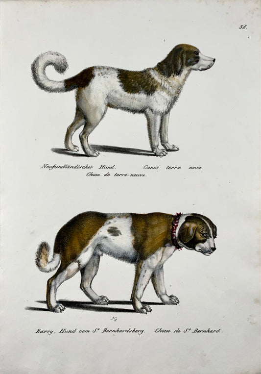 1824 Dog breeds, St. Bernhard, Newfoundland, Brodtmann, hand coloured, folio, mammal