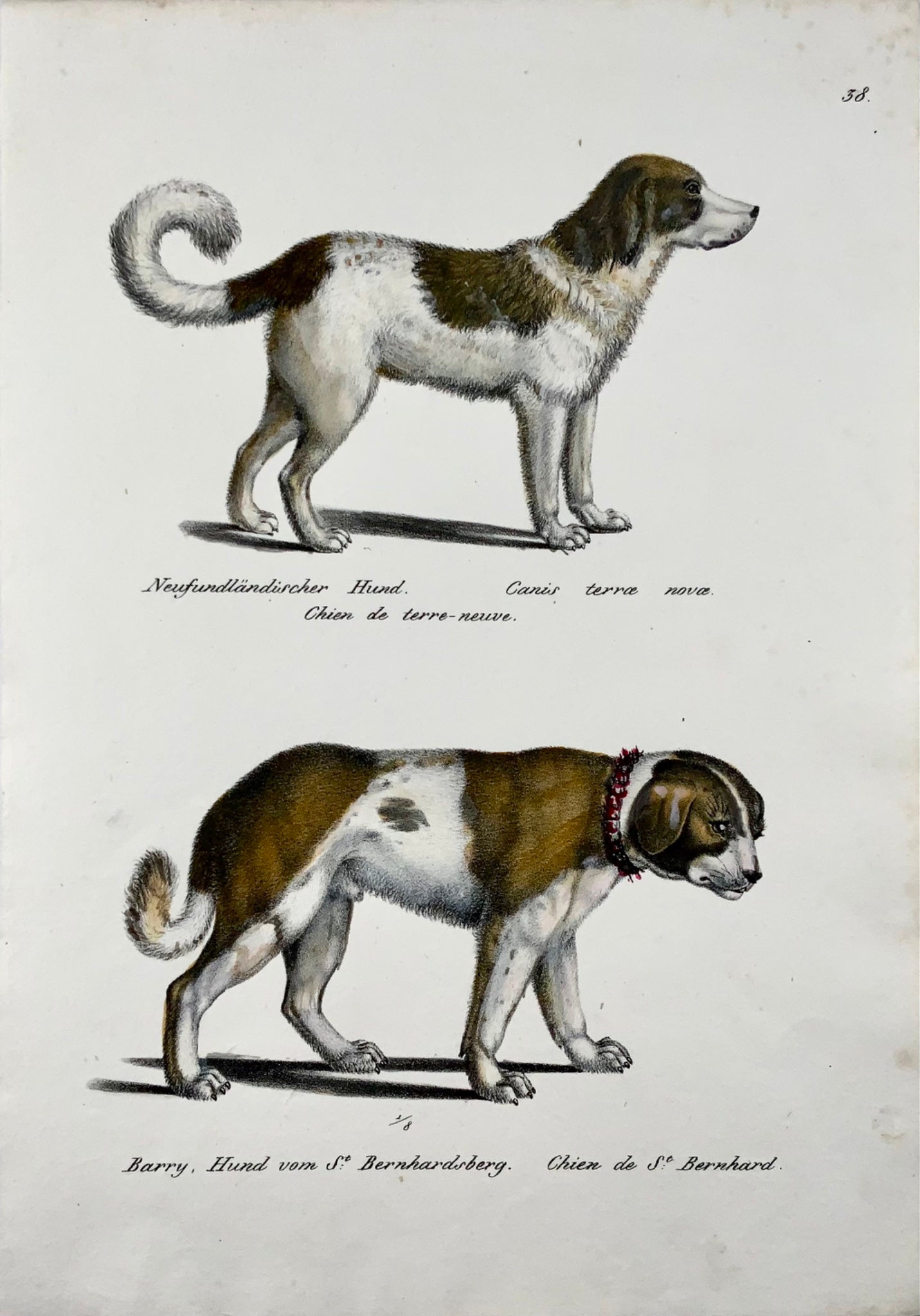 1824 Races de chiens, St. Bernhard, Terre-Neuve, Brodtmann, coloriée à la main, folio, mammifère