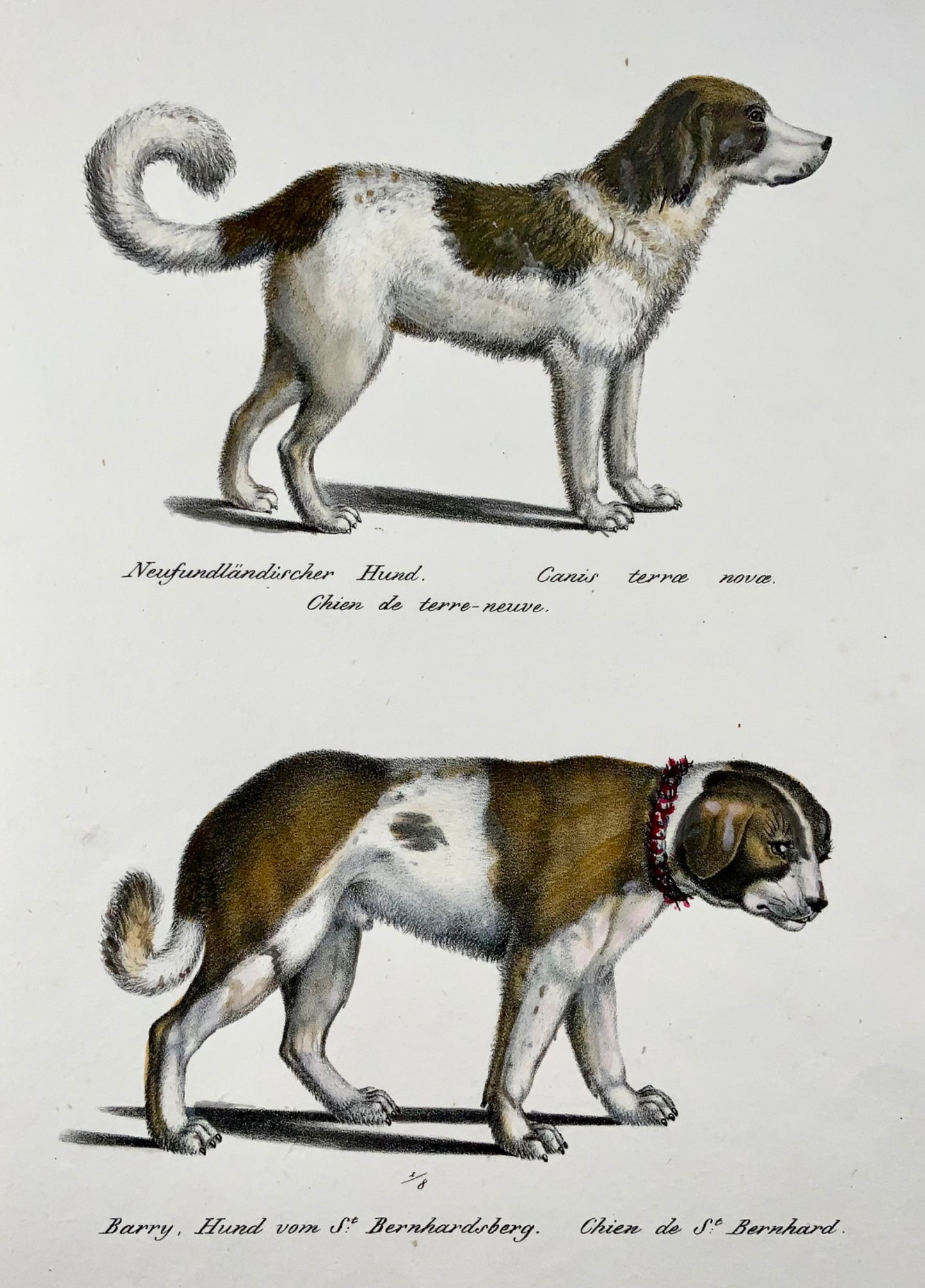1824 razze di cani, San Bernardo, Terranova, Brodtmann, colorati a mano, folio, mammifero