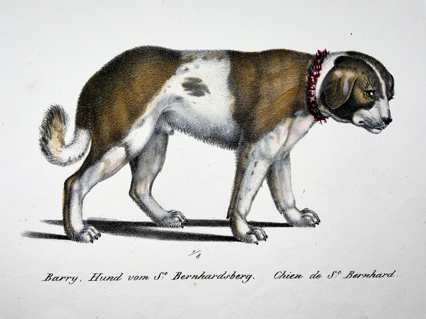 1824 Races de chiens, St. Bernhard, Terre-Neuve, Brodtmann, coloriée à la main, folio, mammifère