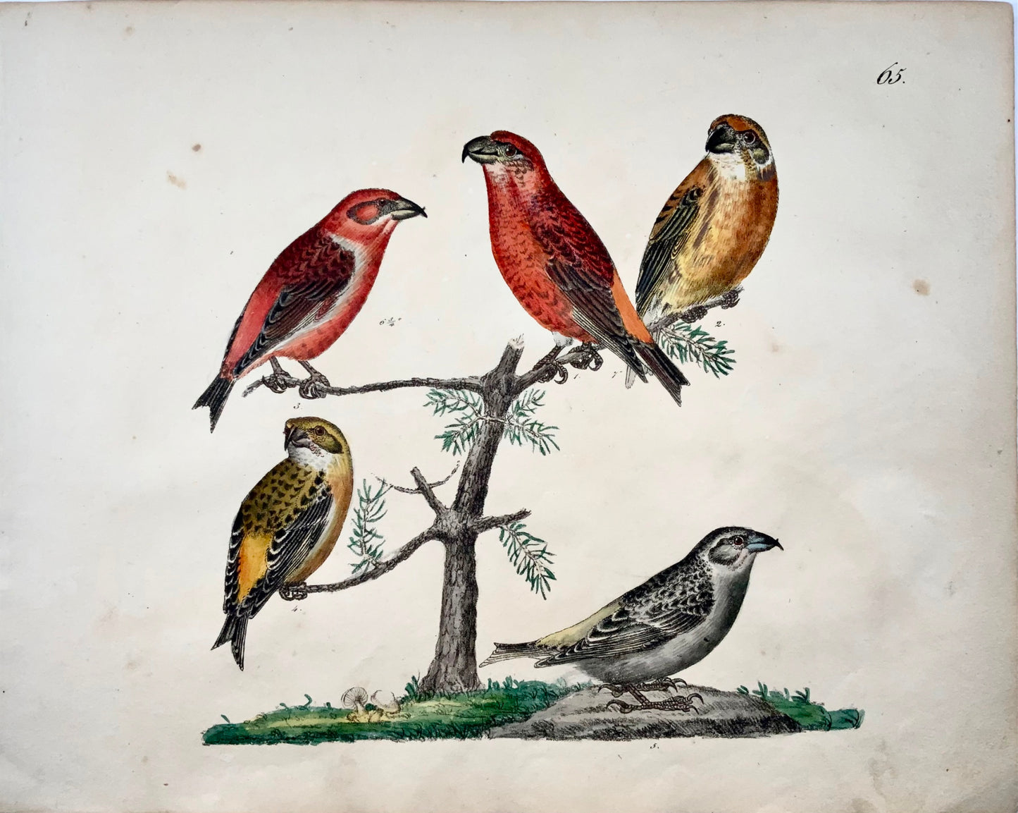 1819 Grosbeaks, ornithology, Strack, chalk lithograph, hand color