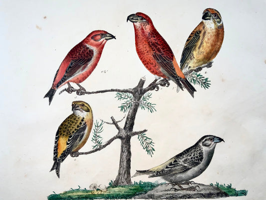 1819 Grosbeaks, ornitologia, Strack, litografia a gesso, colore a mano