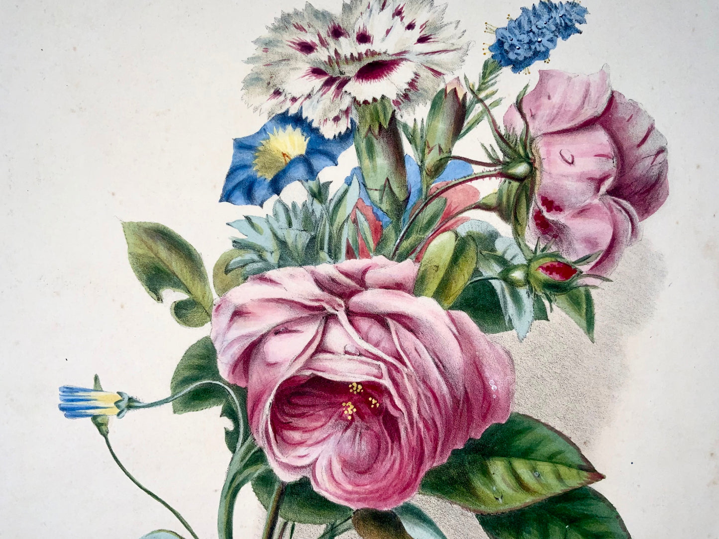1830 Mazzo di fiori, botanica, d'Olanda, cm 35,5, colore originale a mano 