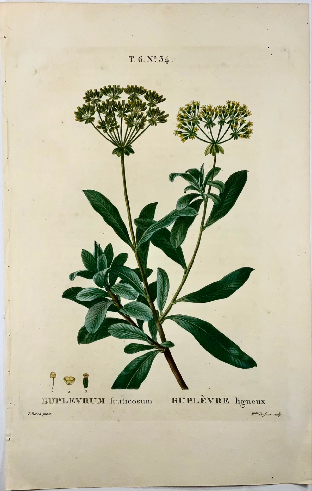 1801 Bupleurum, botanique, Bessa, Dufour, gravure in-folio pointillée, finition main