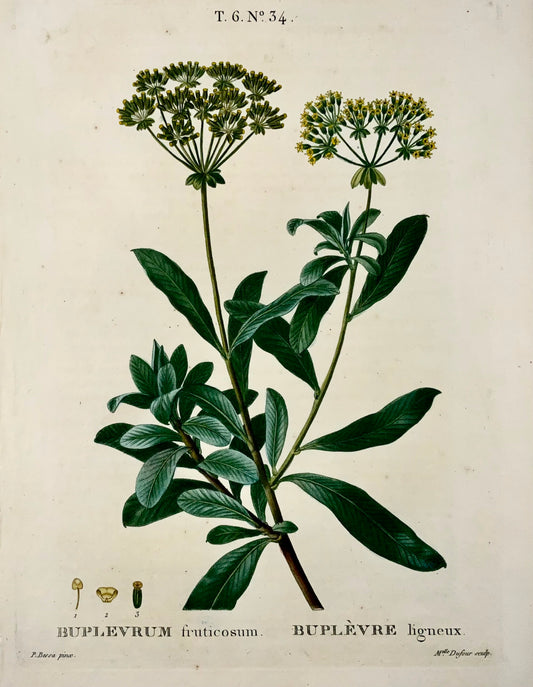 1801 Bupleurum, botanica, Bessa, Dufour, incisione su foglio, finitura a mano