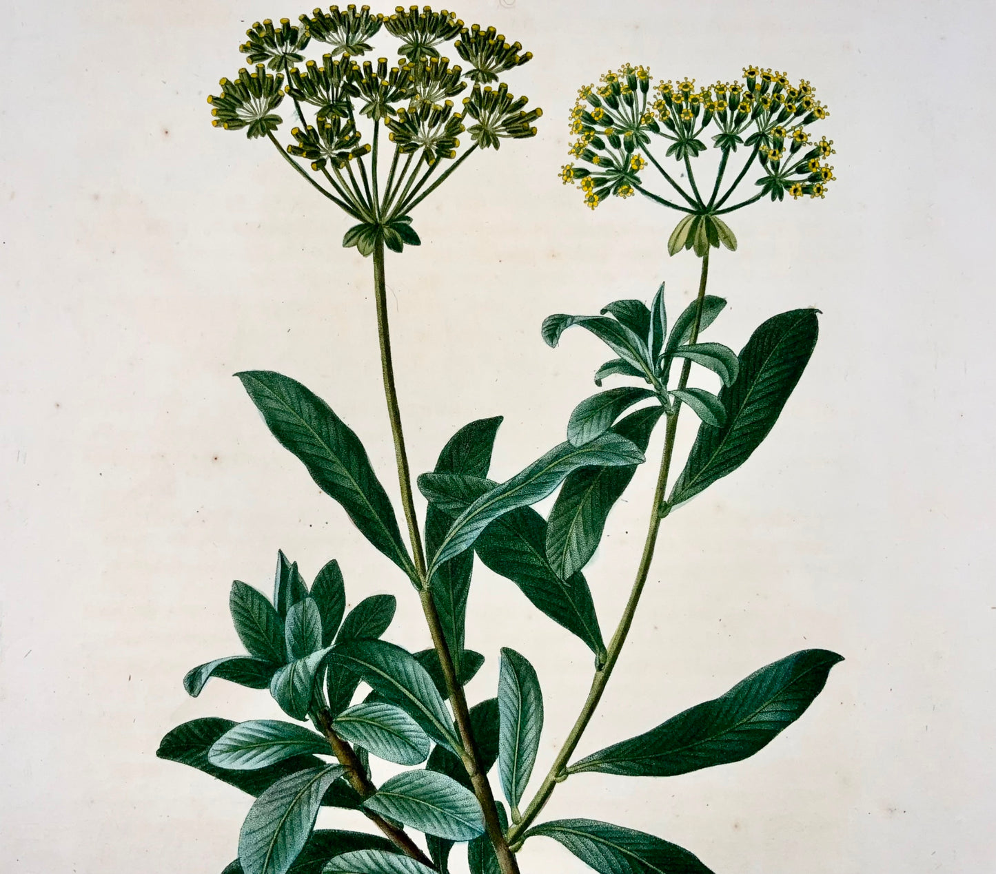 1801 Bupleurum, botanica, Bessa, Dufour, incisione su foglio, finitura a mano