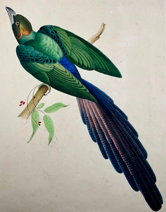 1790 ca Giuseppe Troni (1739-1810), Merle esotico, guazzo di grande formato, uccello