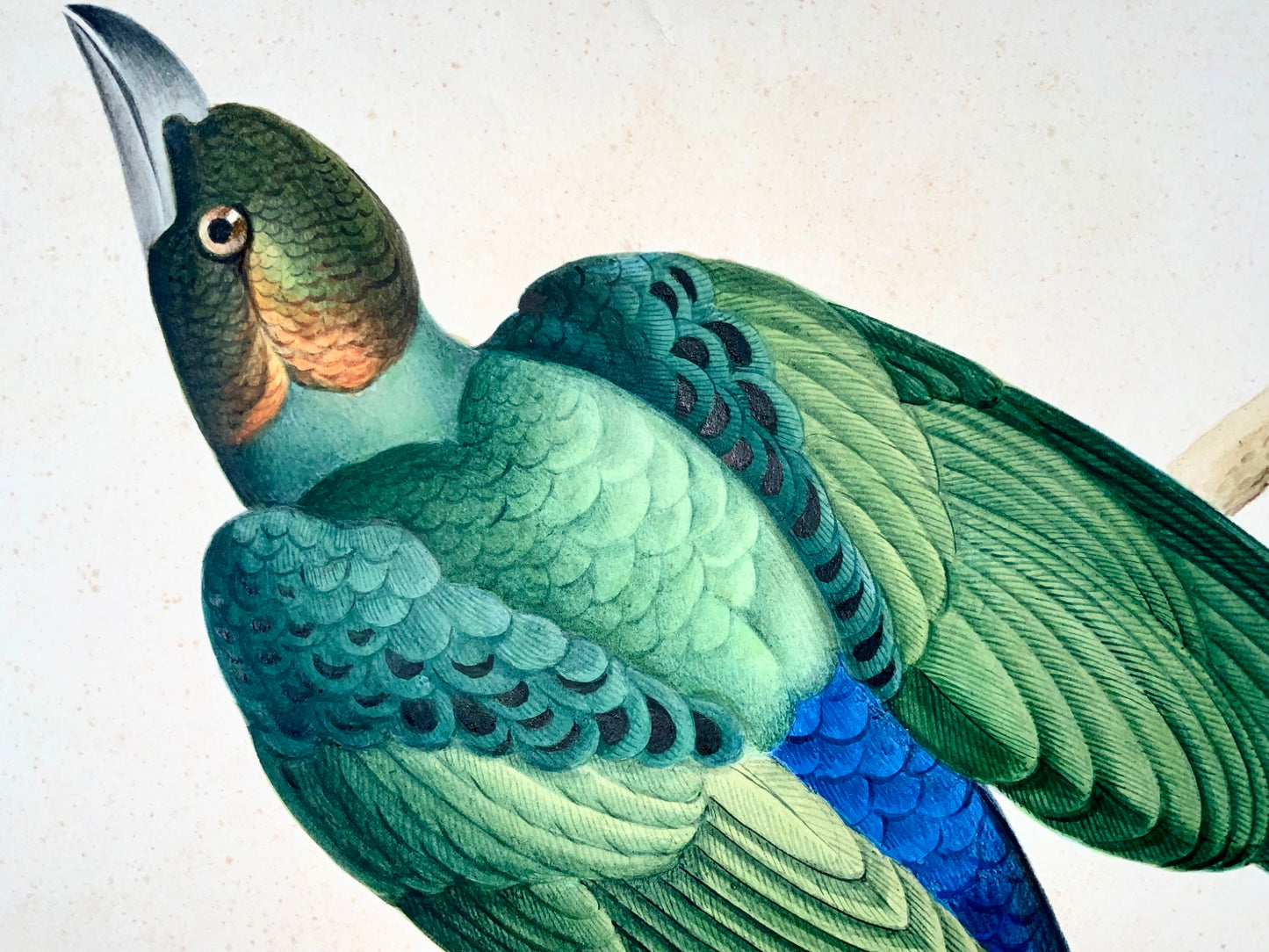 1790 ca Giuseppe Troni (1739-1810), Exotic Merle, large format gouache, bird