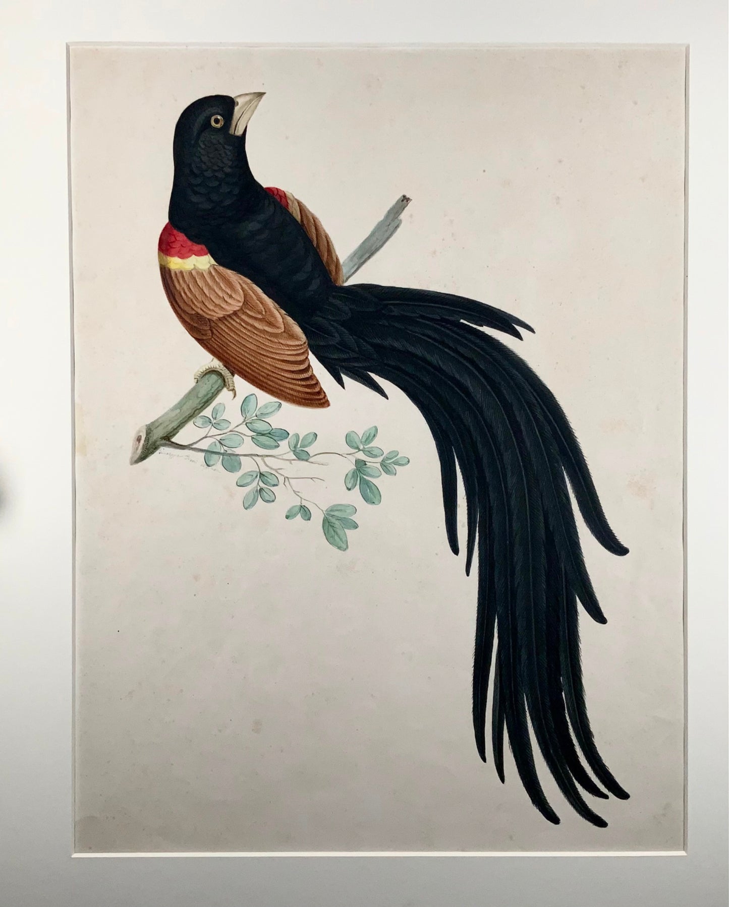 1790 ca Giuseppe Troni (1739-1810), Uccello del Paradiso, guazzo di grande formato, uccello