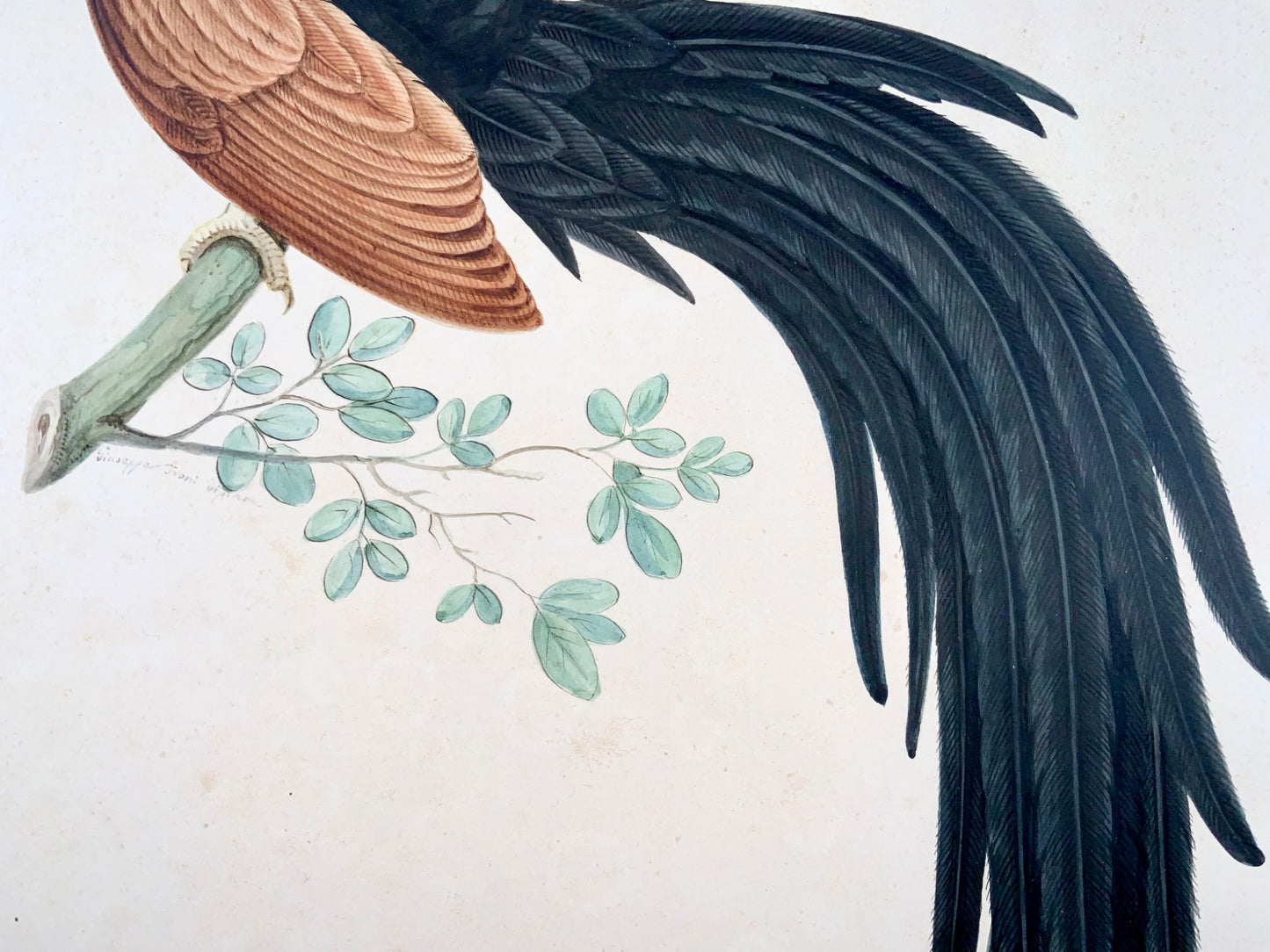 1790 ca Giuseppe Troni (1739-1810), Uccello del Paradiso, guazzo di grande formato, uccello
