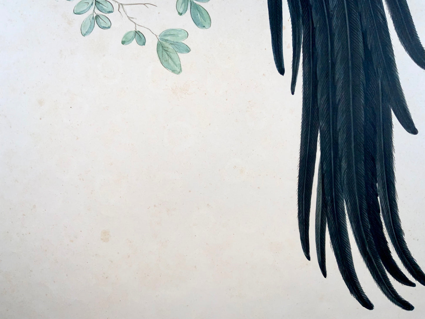 1790 ca Giuseppe Troni (1739-1810), Oiseau du Paradis, gouache grand format, oiseau