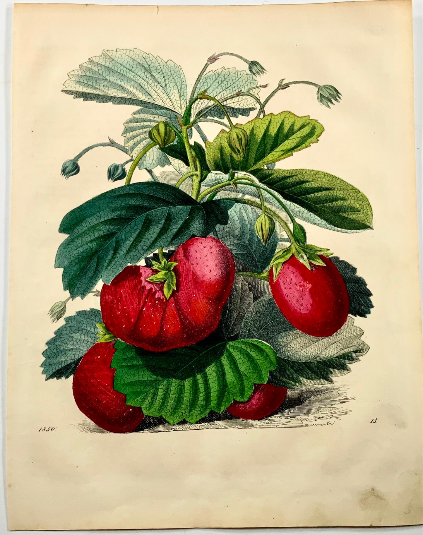 1851 Fragole, litografia 4to colorata a mano, frutta 