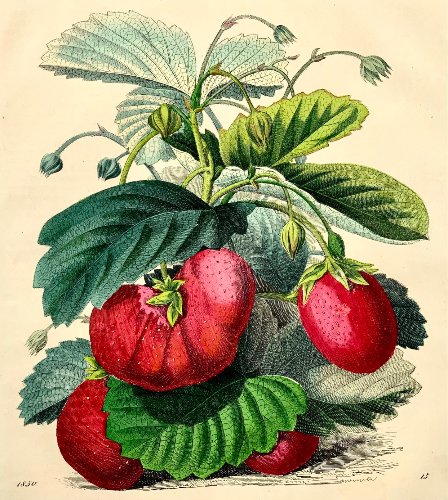 1851 Fraises, lithographie in-4 coloriée à la main, fruit 
