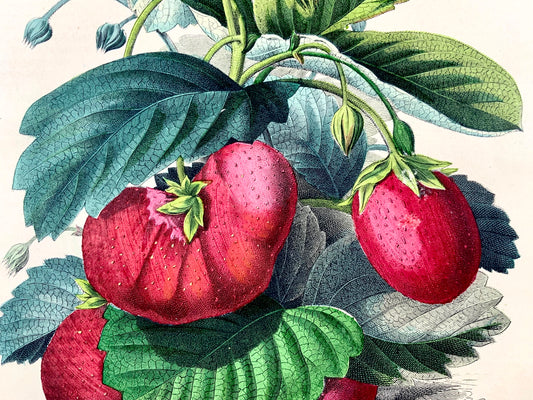 1851 Fragole, litografia 4to colorata a mano, frutta 