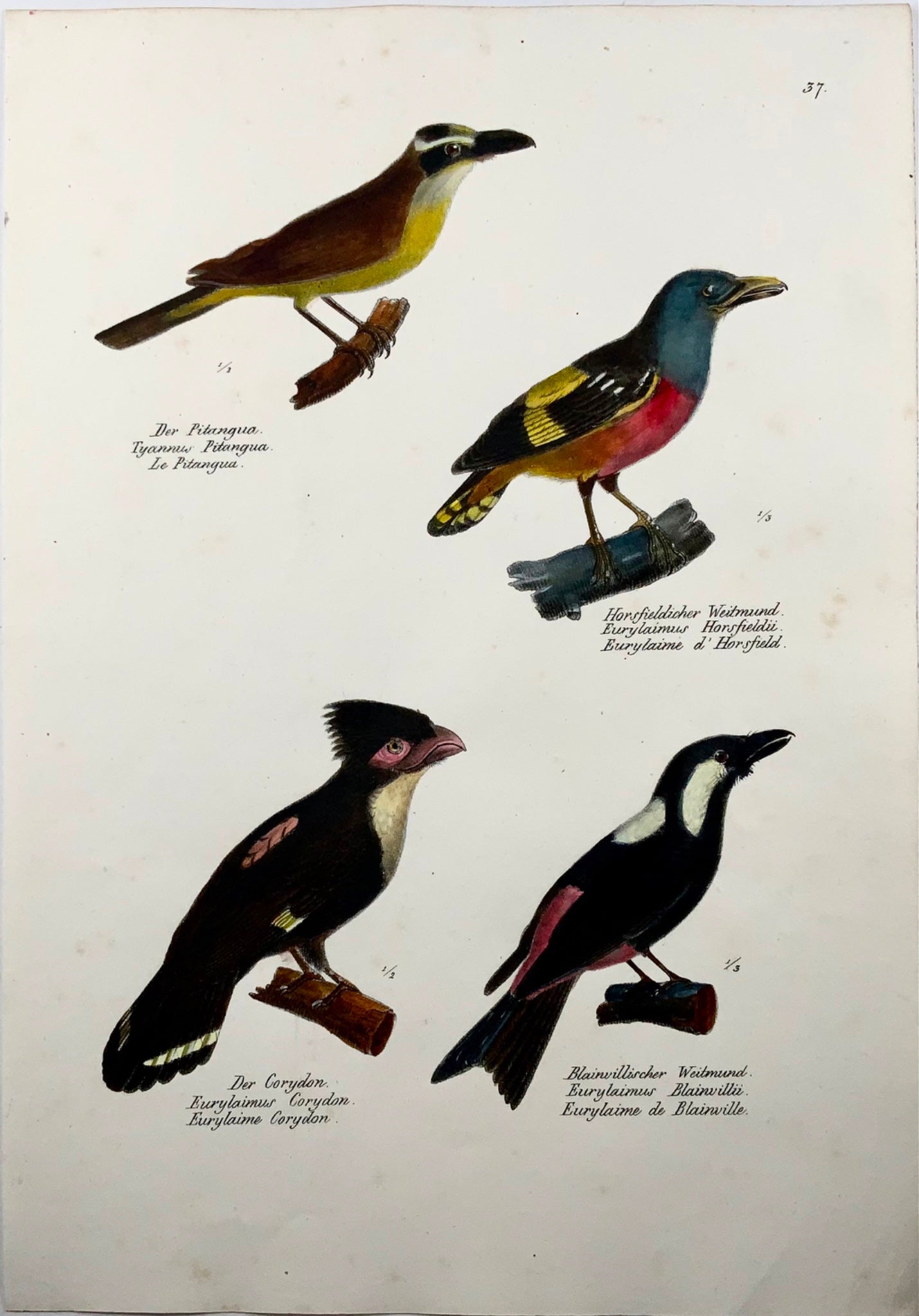 1830 Broadbills, Ornitologia Brodtmann litografia in folio colorata a mano