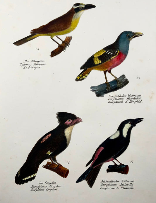 1830 Broadbills, Ornitologia Brodtmann litografia in folio colorata a mano