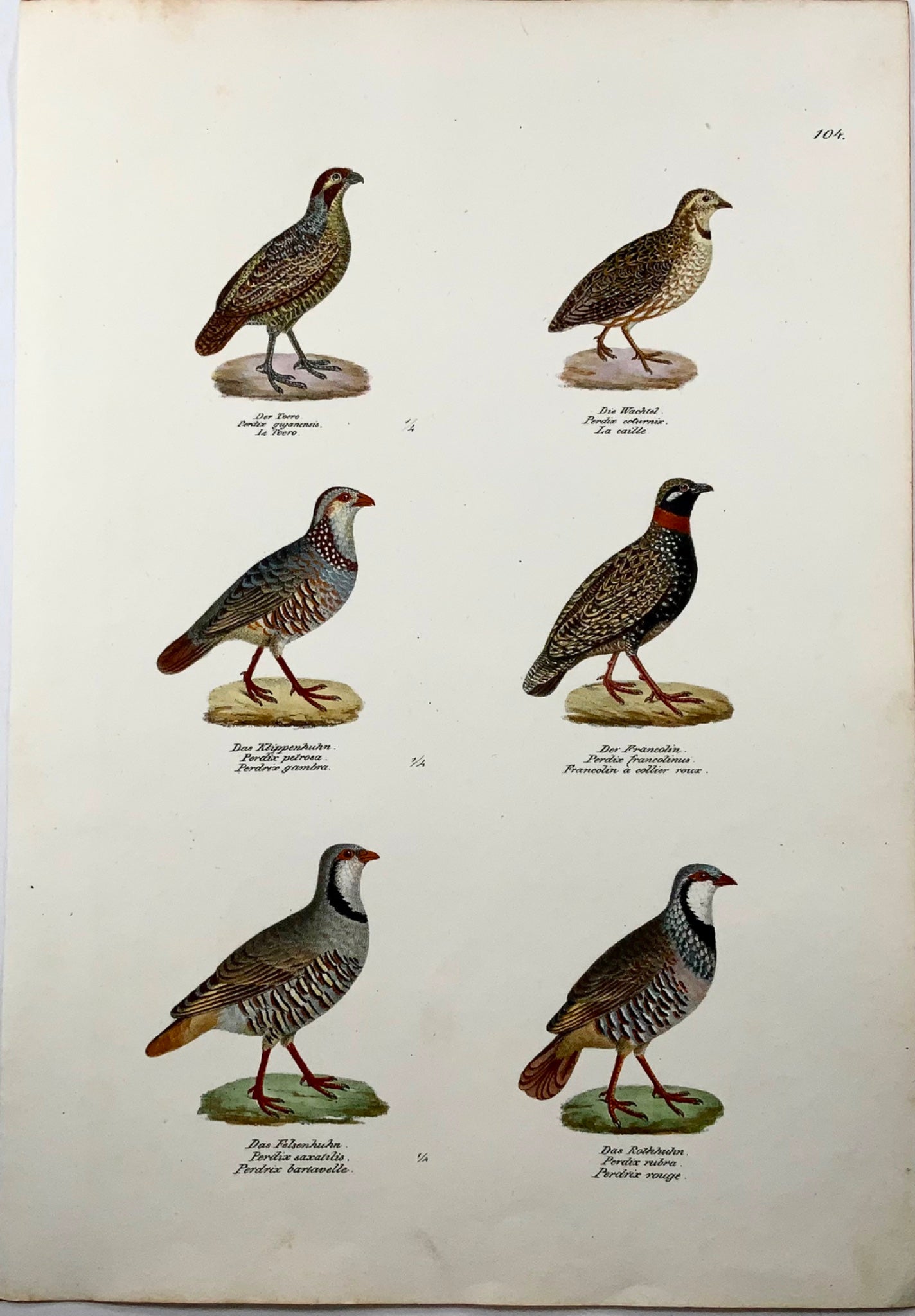 1830 Perdrix, Ornithologie Brodtmann lithographie folio colorée à la main